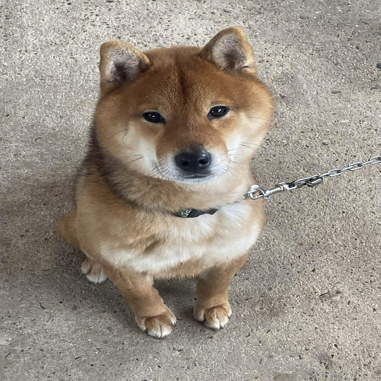 柴犬🐶｜犬と兎の共存