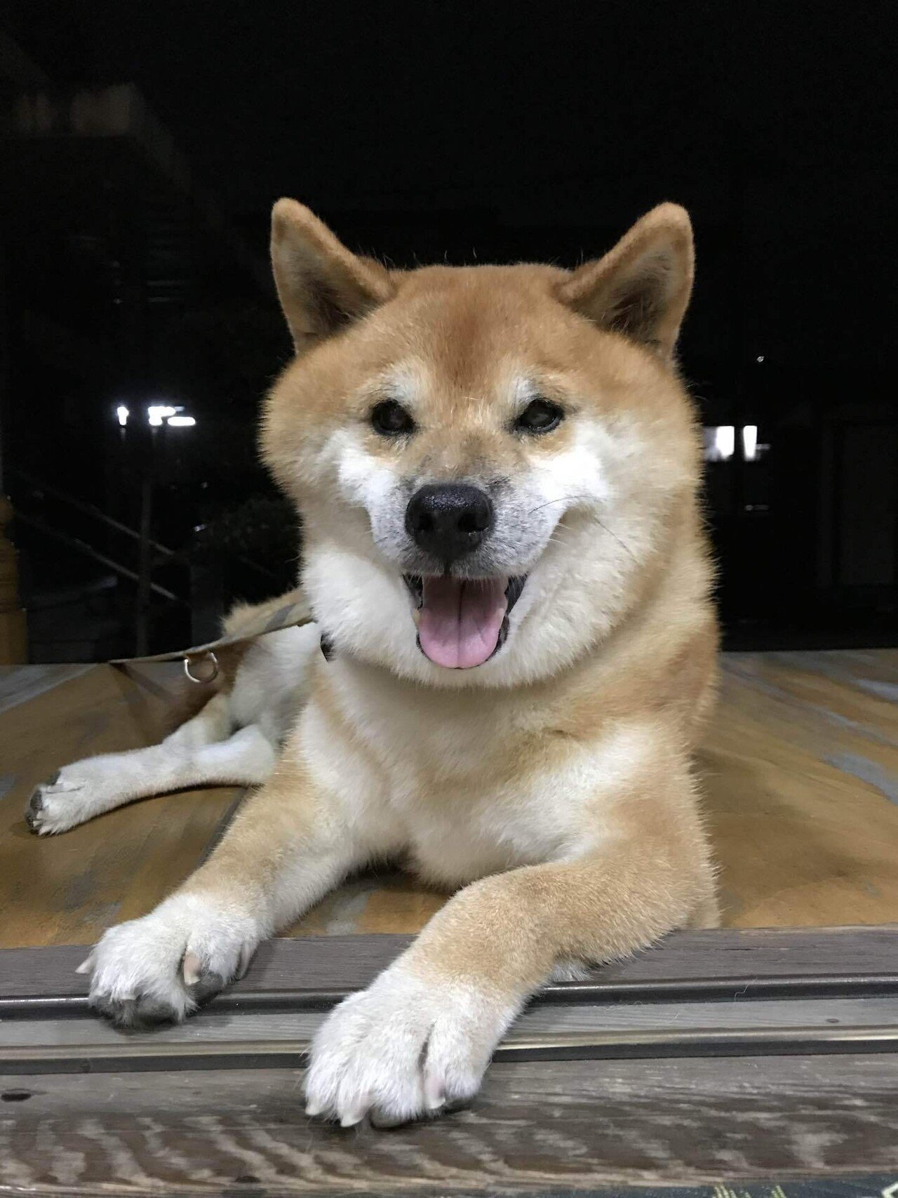 柴犬ラッシュ突入｜のりたま