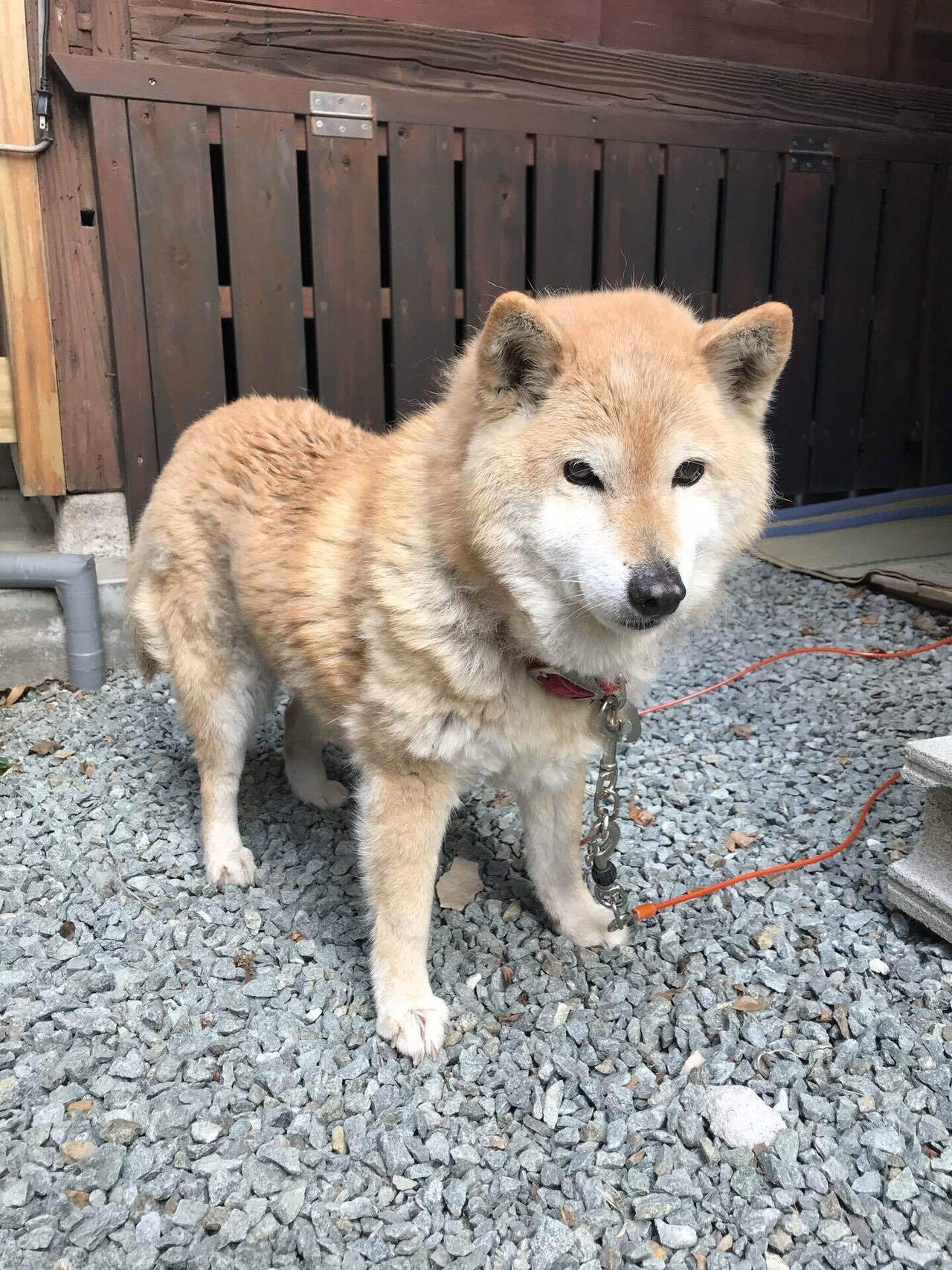 柴犬ラッシュ突入｜のりたま