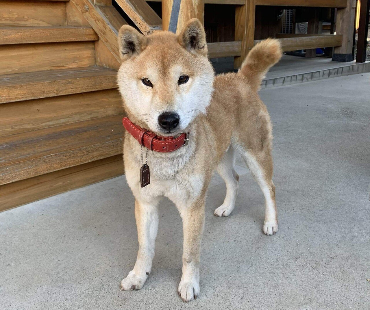 柴犬ラッシュ突入｜のりたま