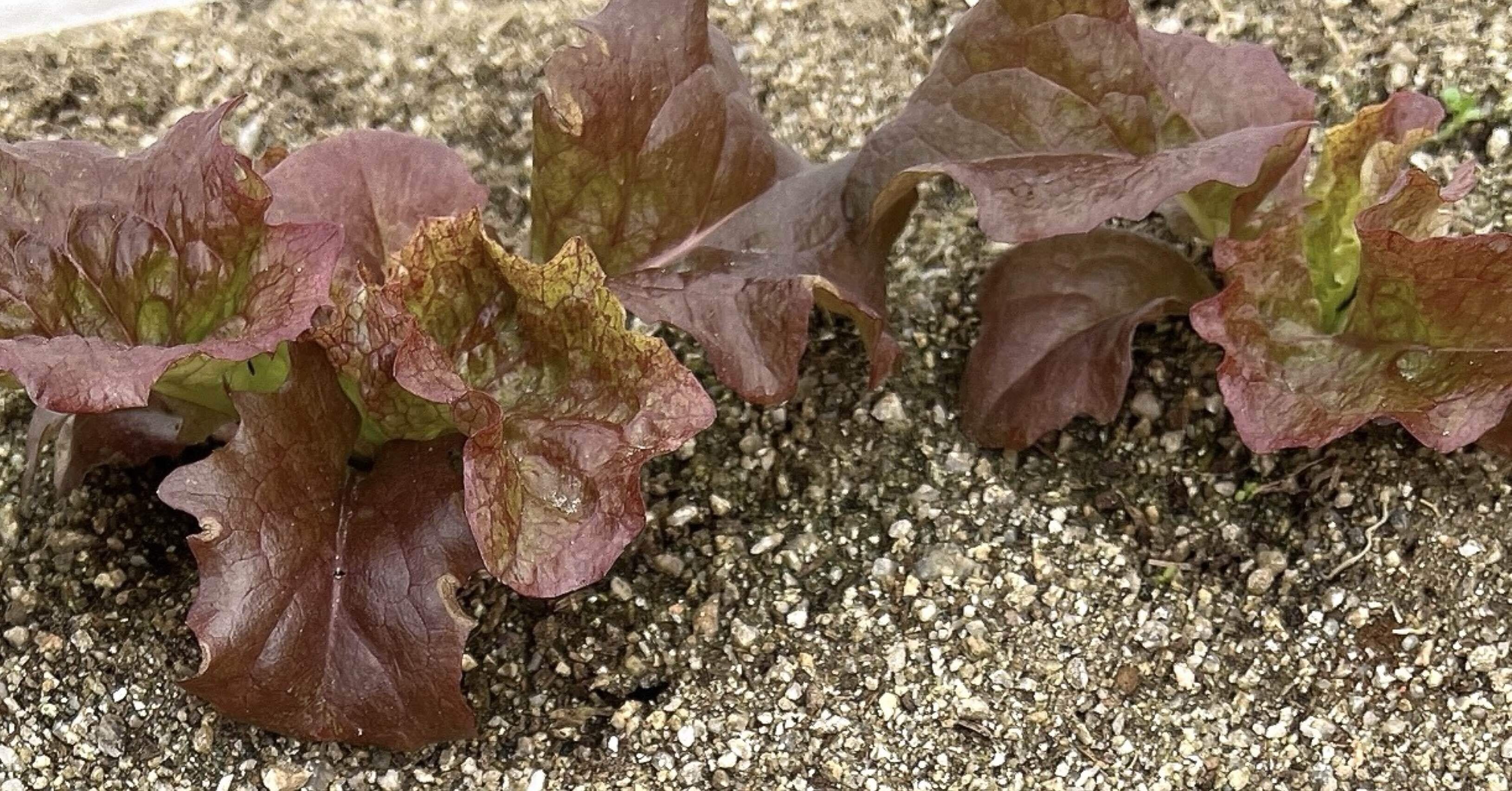 家庭菜園〜サニーレタス〜｜yu