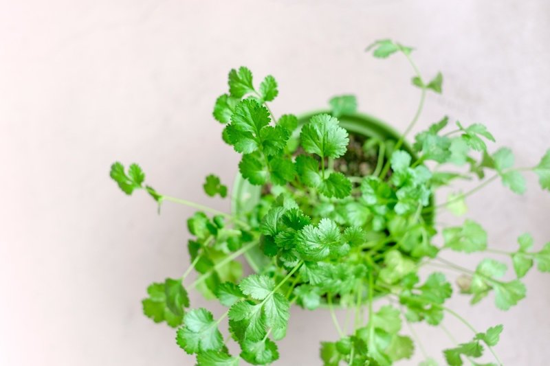 はじめての家庭菜園にオススメの野菜 ベスト4を紹介 ハタモト Note はじめての家庭菜園にオススメの野菜 ベスト4を紹介 ハタモト Note