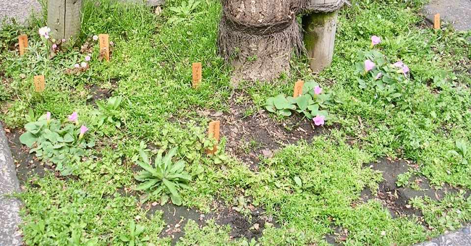 雑草の庭 をつくった話 おちまこと Note