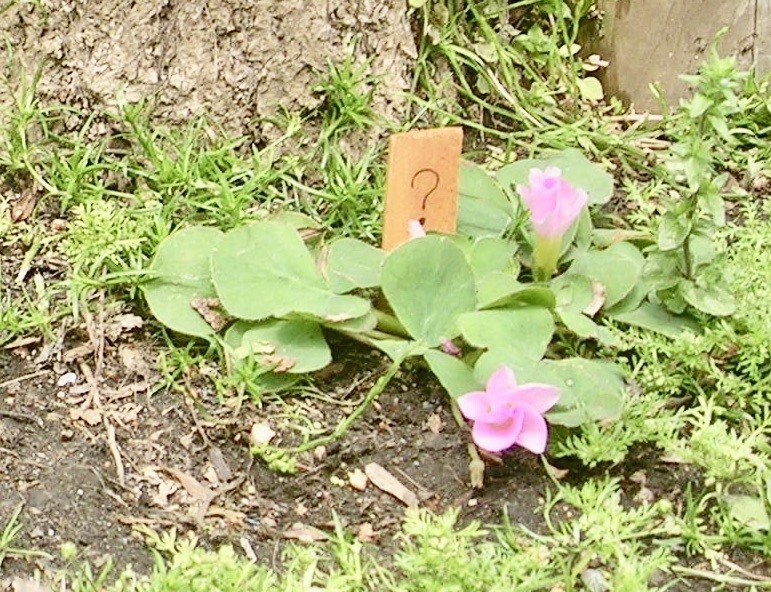 雑草の庭 をつくった話 おちまこと Note