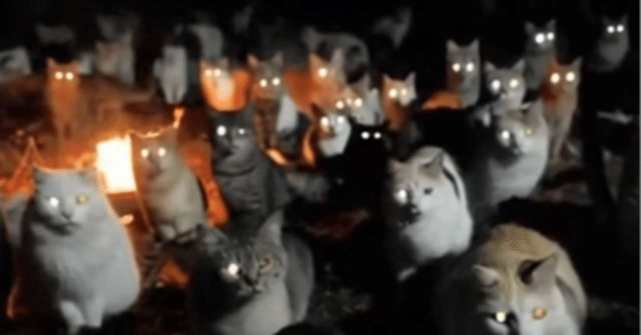 閲覧注意】深夜の公園、数百匹の猫。隠し撮りしたカメラが捉えた「禁断