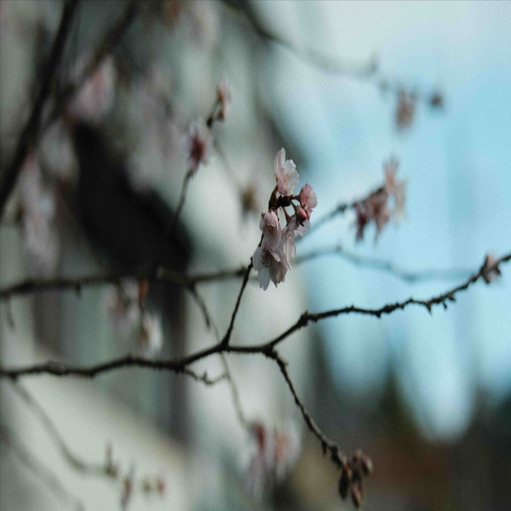 Nokton 50mm f1.2 X mount｜Ichijin