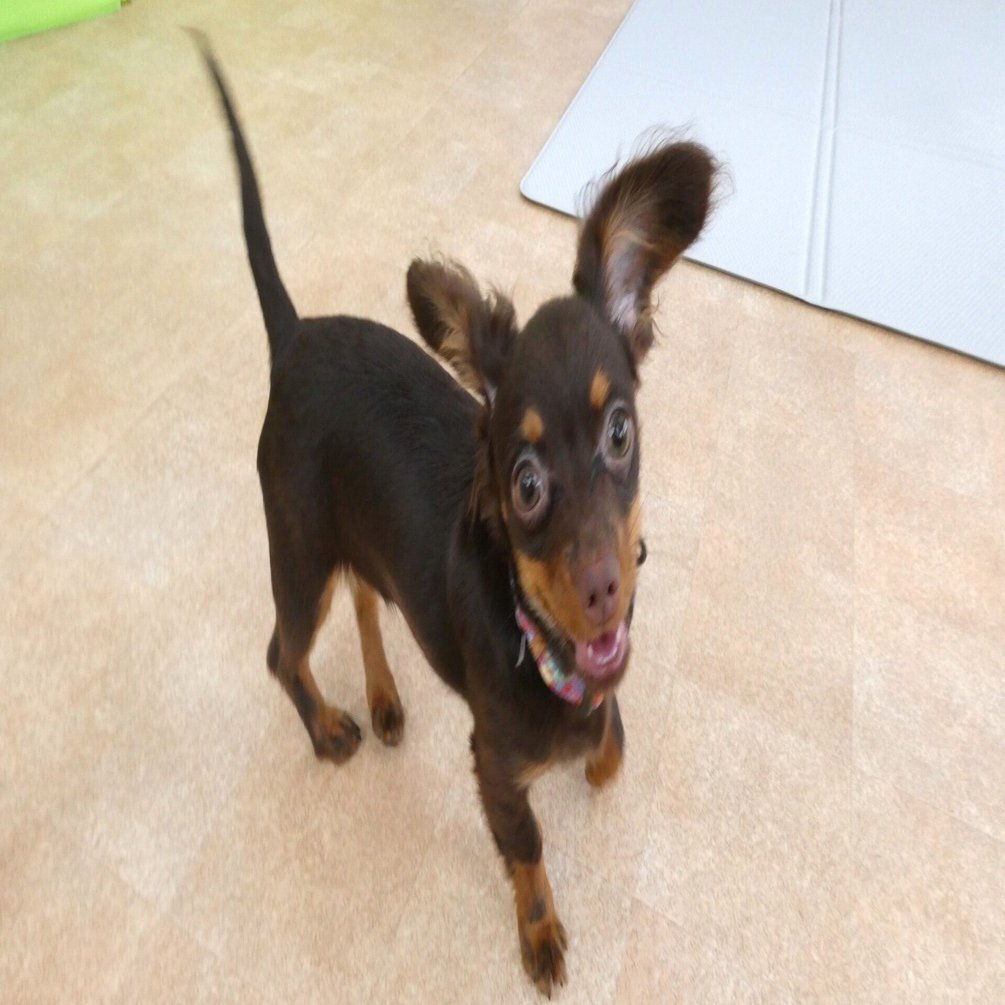 幼稚園体験に来てくれたMIX（ﾁﾜﾜ×ｶﾆﾝﾍﾝﾀﾞｯｸｽﾌﾝﾄﾞ）の【チョコちゃん