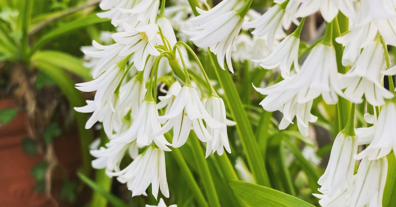 ハル 整形 ママ