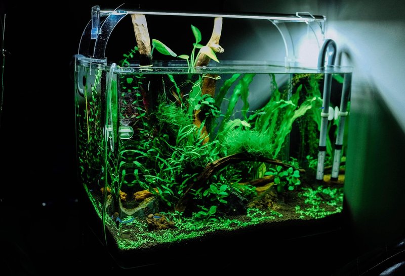 あつ森から学ぶ生物の話 軽い気持ちで ドンコ について調べたらこんがらがった W 緑木リョク Note