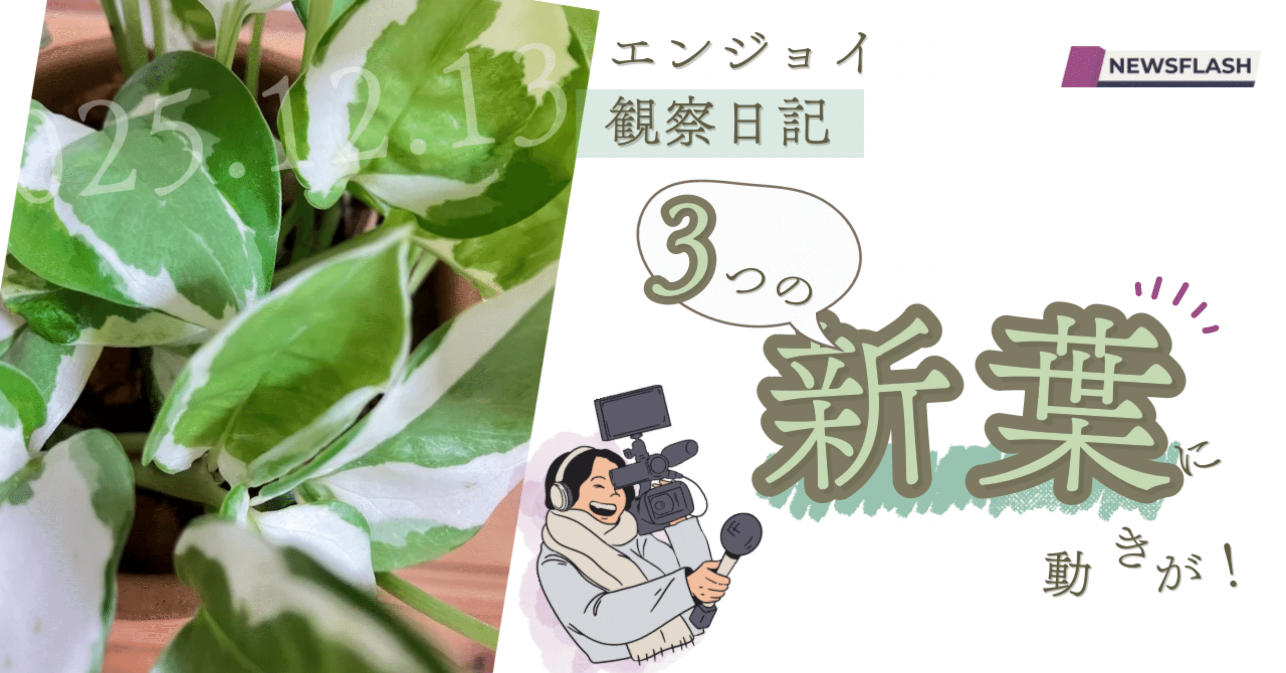 冬なのに新葉が3枚！》ポトス・エンジョイ観察日記 #13 《水やりの