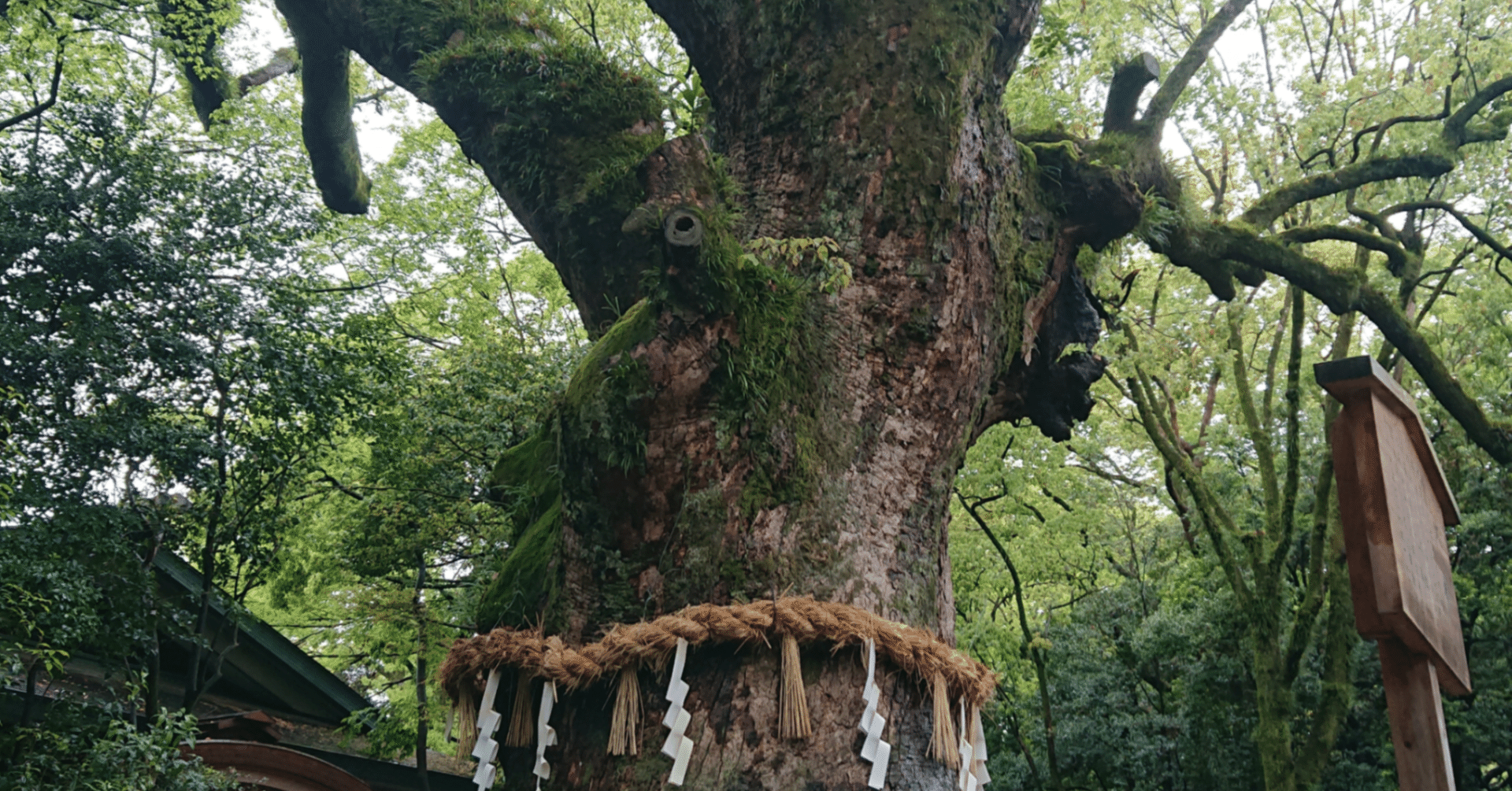 屋久島】樹齢7200年の生命力！苔むす森と巨木に会いに行く「魂の旅
