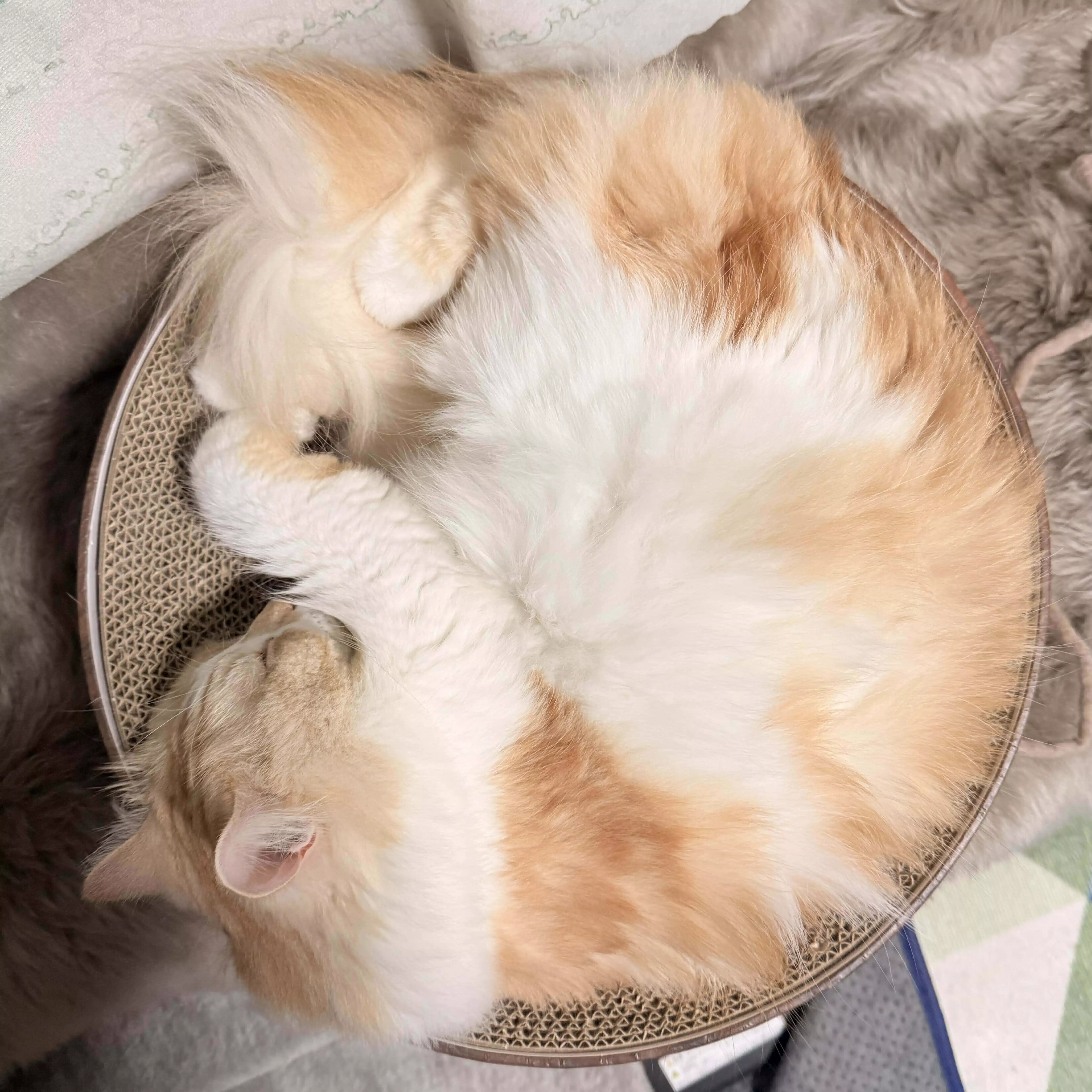 しっぴ