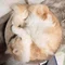 しっぴ