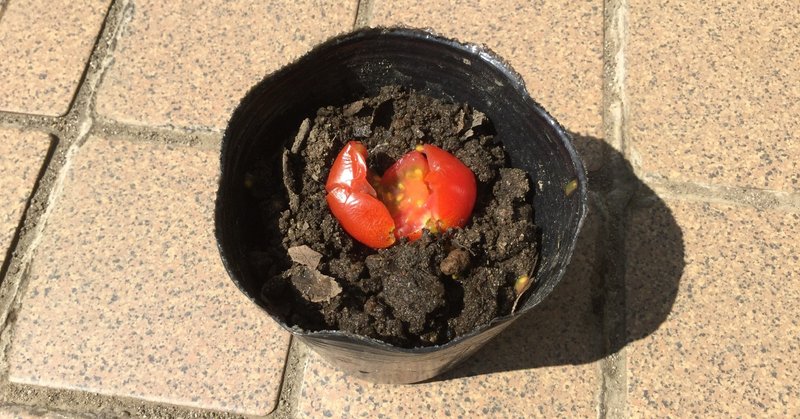 庭と畑の記録 3 八百屋で買ったミニトマトを土に埋めて栽培してみる なな艸 Note 庭と畑の記録 3 八百屋で買ったミニトマトを土に埋めて栽培してみる なな艸 Note