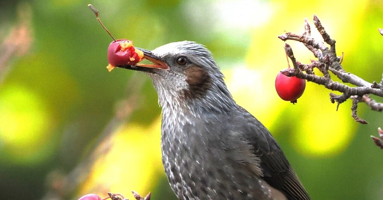 八王子の公園で探鳥：野鳥たちと土の恵み｜もずきち