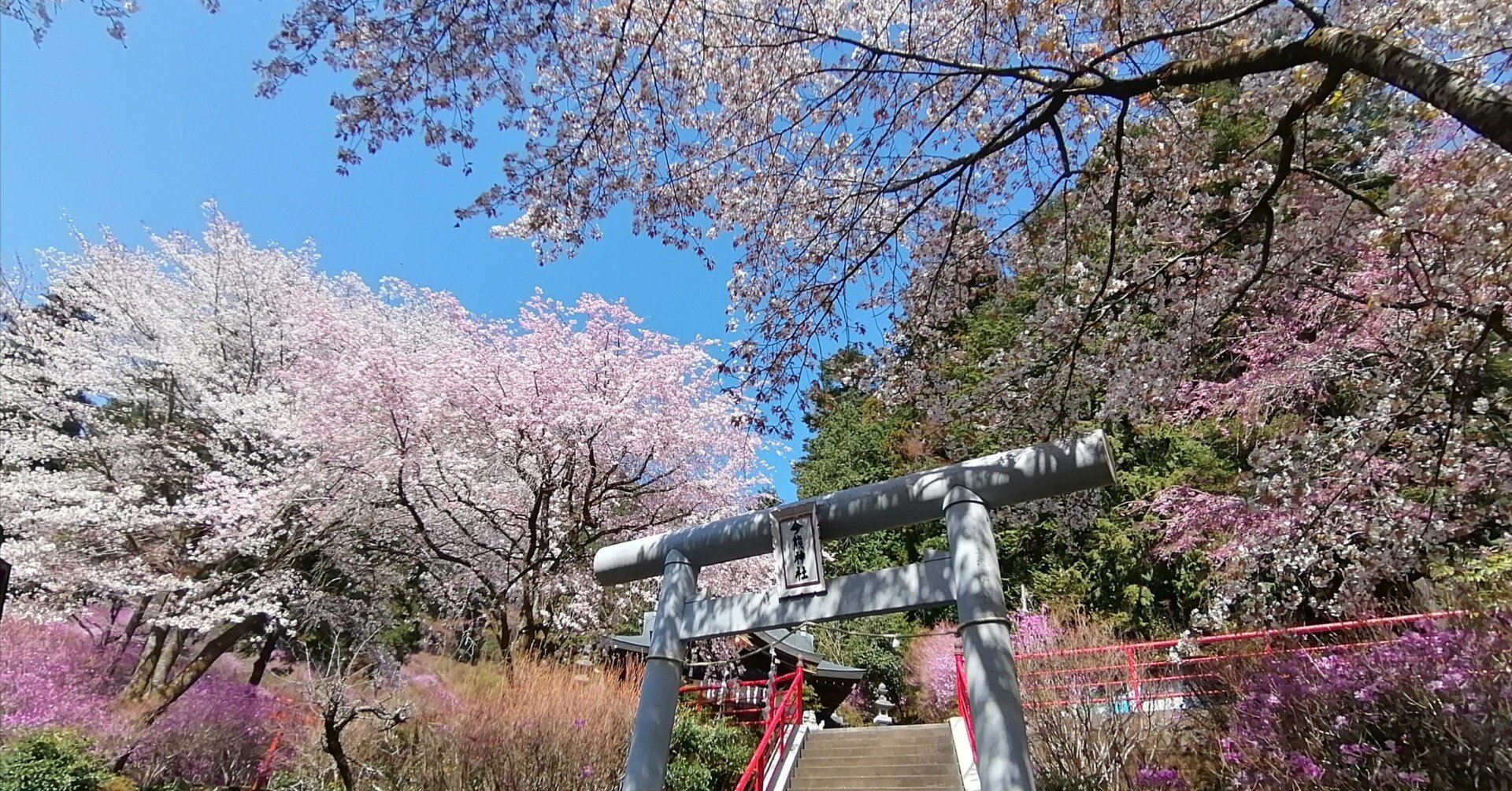 川口川桜並木～今熊神社～多摩川中央公園～狭山公園～清瀬金山緑地公園