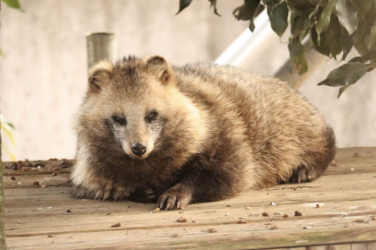 東武動物公園のタヌキの歴史｜鳥山久遠