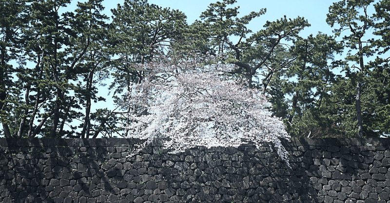今年もやっぱり江戸城の桜 桜田門から大手門へ皇居前広場の桜 03 26 11 22 スナップ寅さん Note 今年もやっぱり江戸城の桜 桜田門から大手門へ皇居前広場の桜 03 26 11 22 スナップ寅さん Note