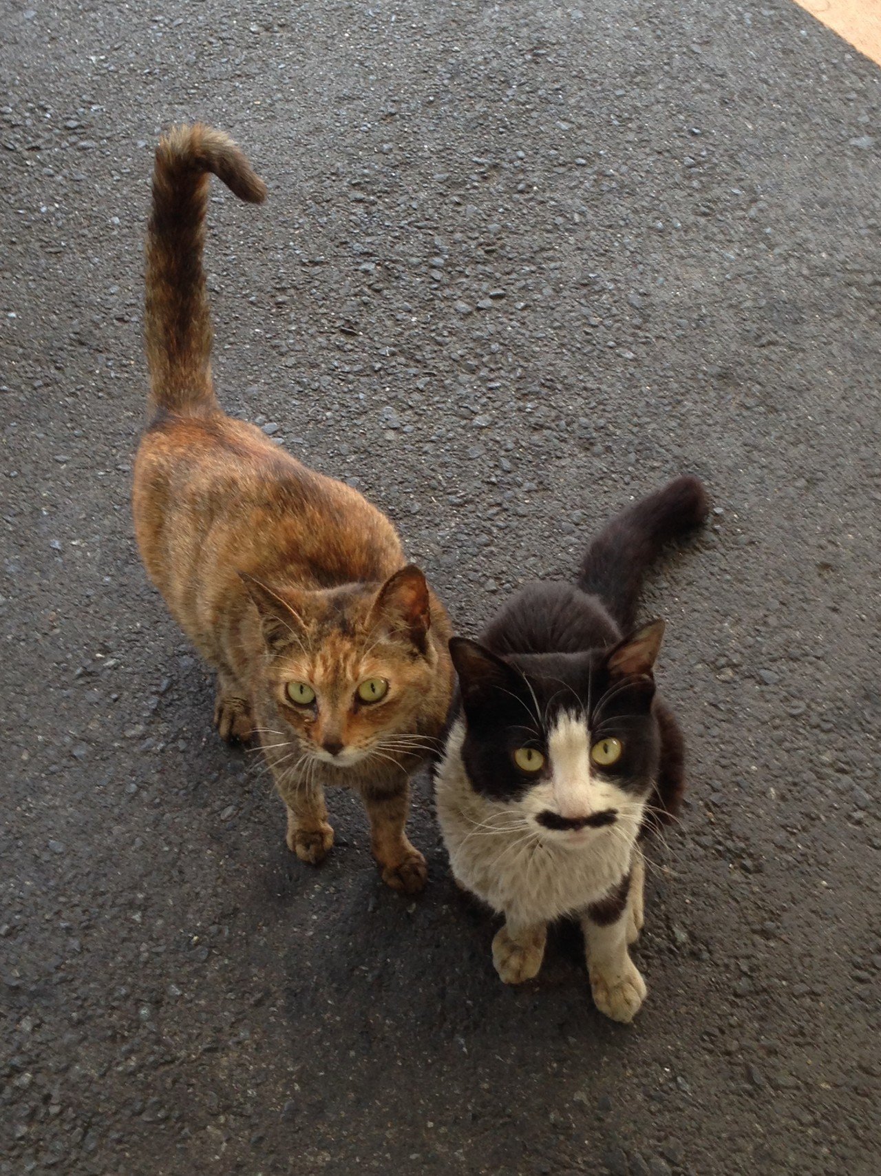 仔猫の親離れ｜山越 辰也｜note