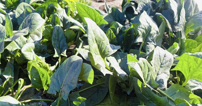 収穫に追われる 体験農園の醍醐味