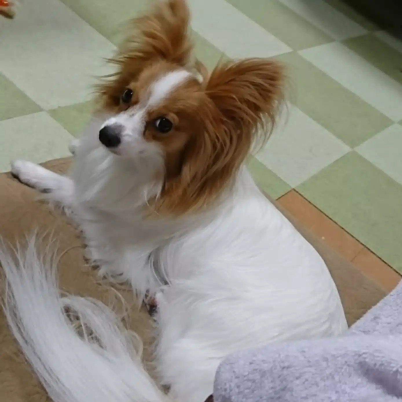 紗窓ともえ