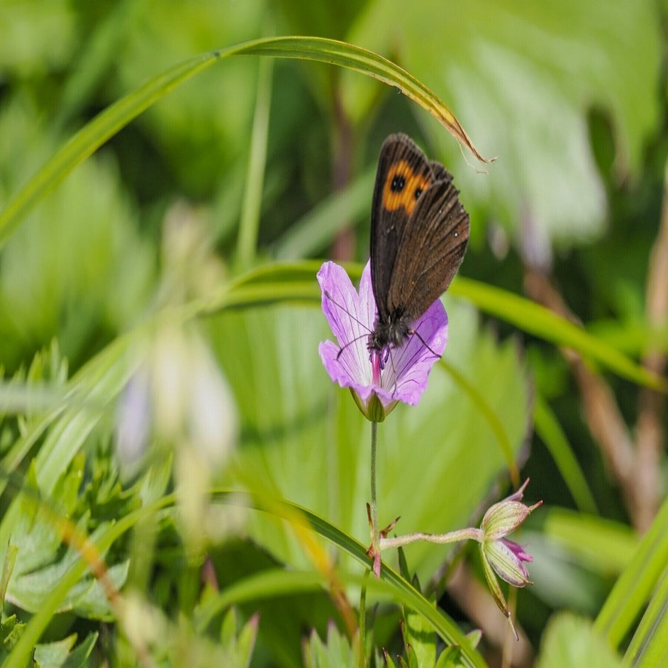 峻嶺に舞う高山蝶」フォトエッセイ・里山スケッチ（岩手日日新聞 2022