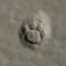 モセモレ