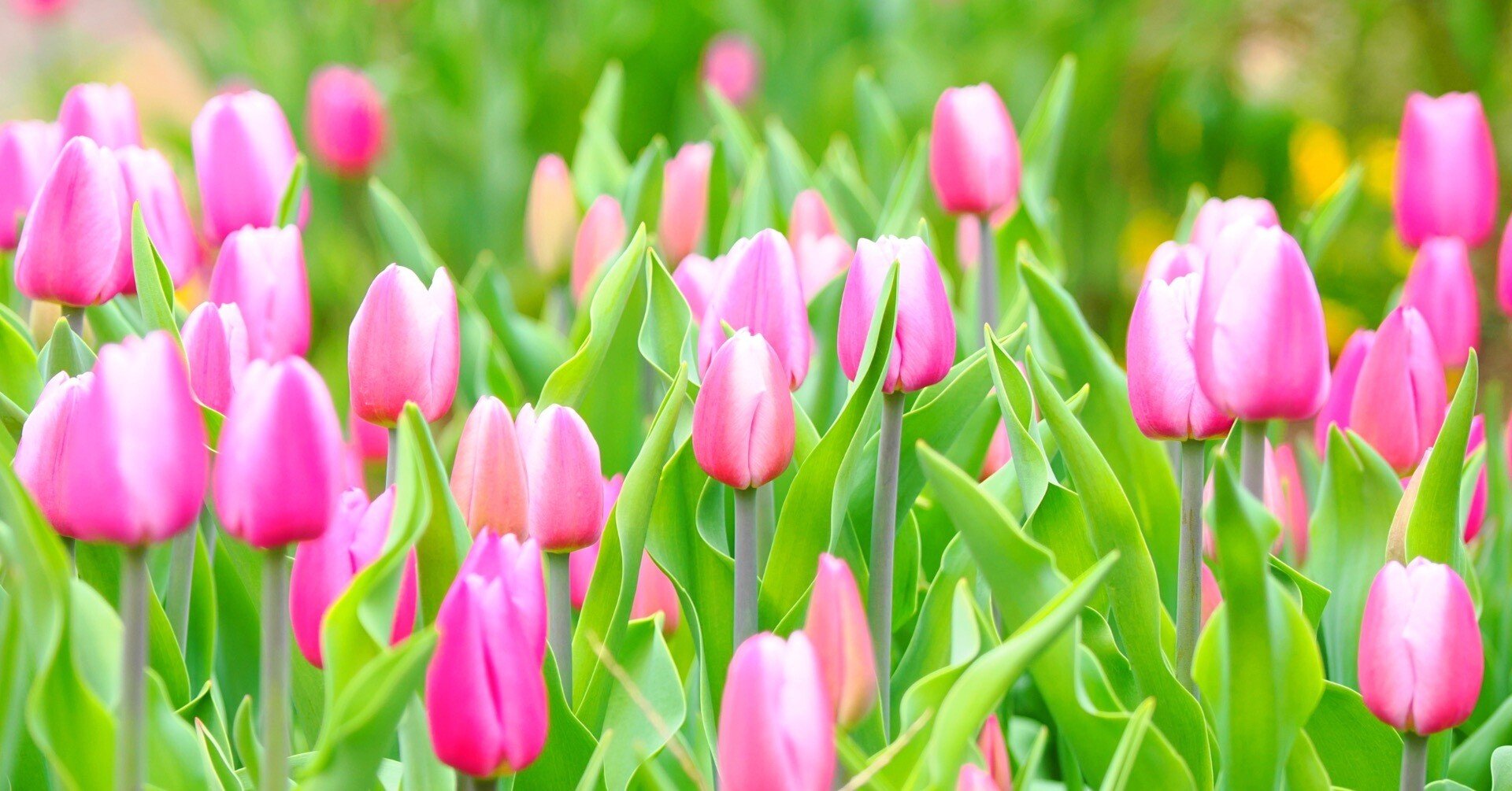 花の写真⑧｜アイスチューリップ｜kose0820