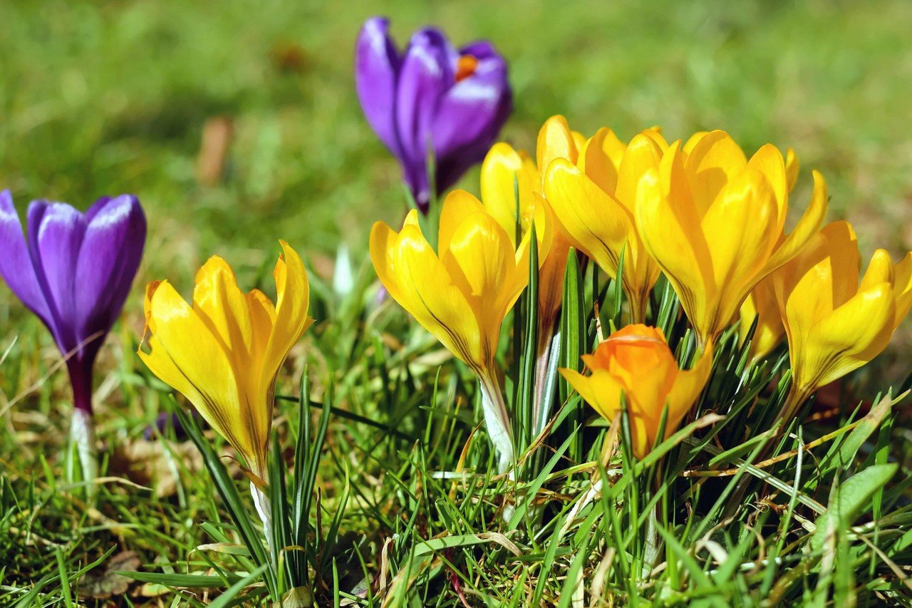 1 きみが歌うクロッカスの歌も 寺山修司 クロックムッシュ めぐ 詩のソムリエ Note