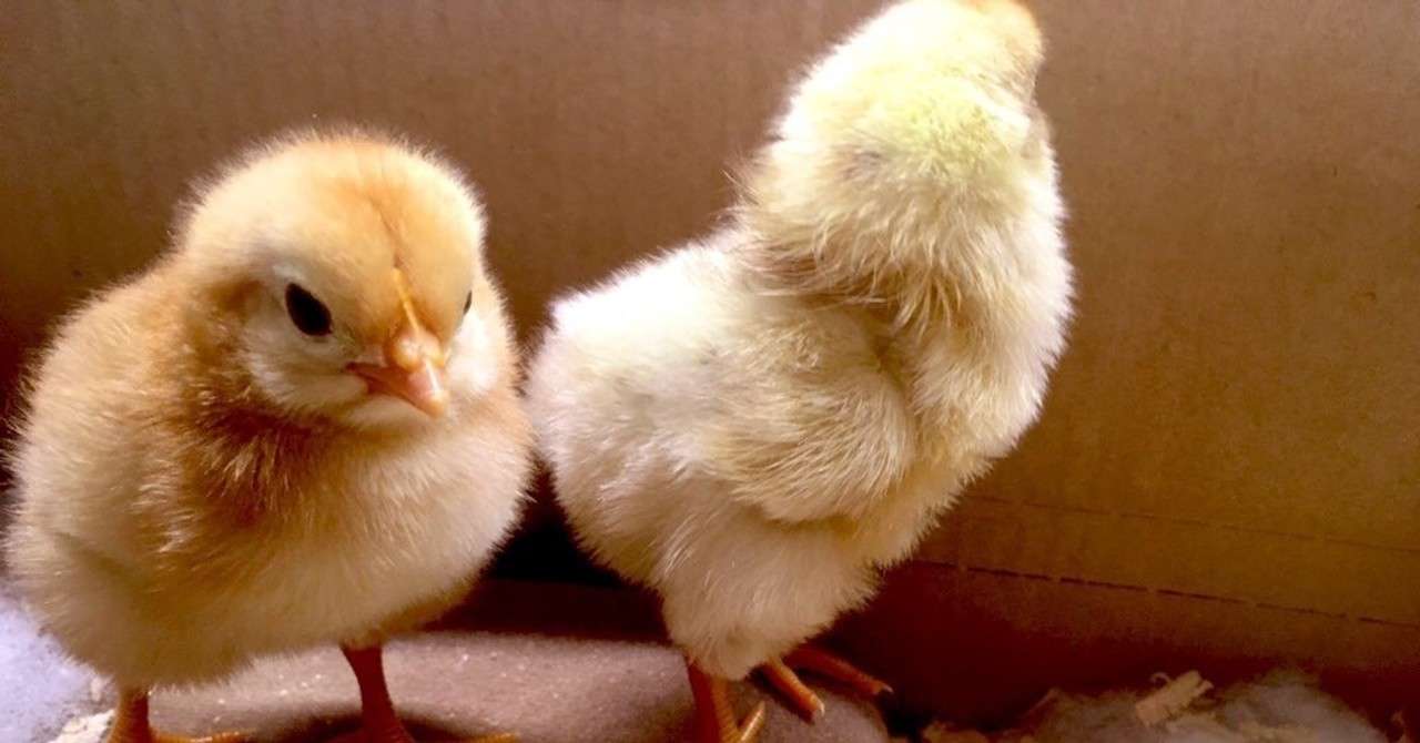 人間のニオイがついたヒナを親鳥は見捨てるって本当 あの噂を検証する カラパイア