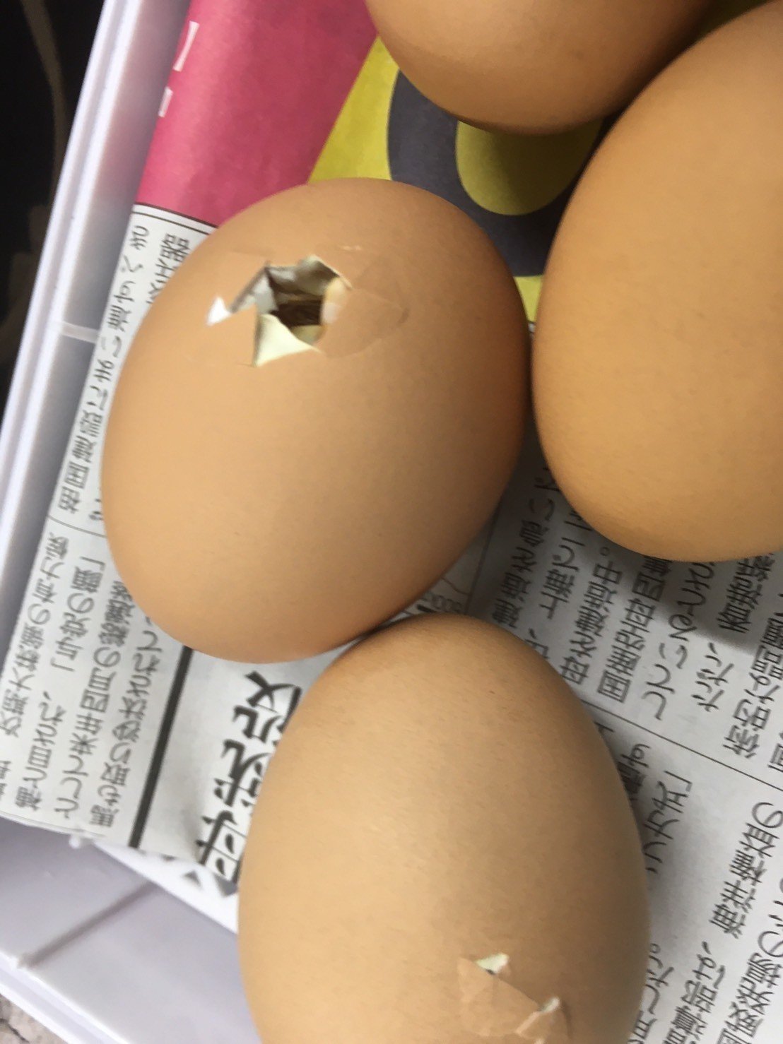 ヒヨコ通信vol 1 孵化から1週間 生物探究部 文大杉並 Note ヒヨコ通信vol 1 孵化から1週間 生物探究部 文大杉並 Note