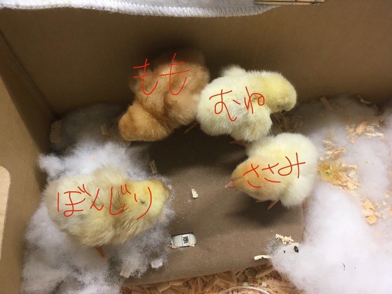 ヒヨコ通信vol.1～孵化から1週間～｜生物探究部（文大杉並）