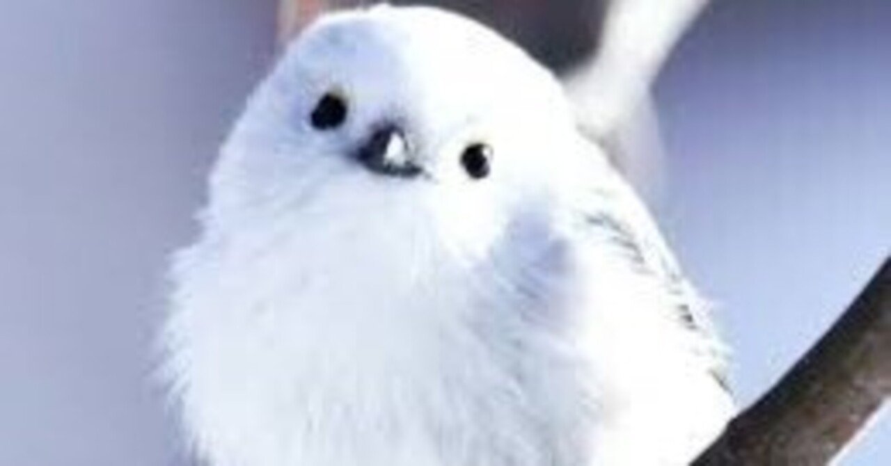 白い鳥 5f429fabaebe0b7b74d789c09f0df5