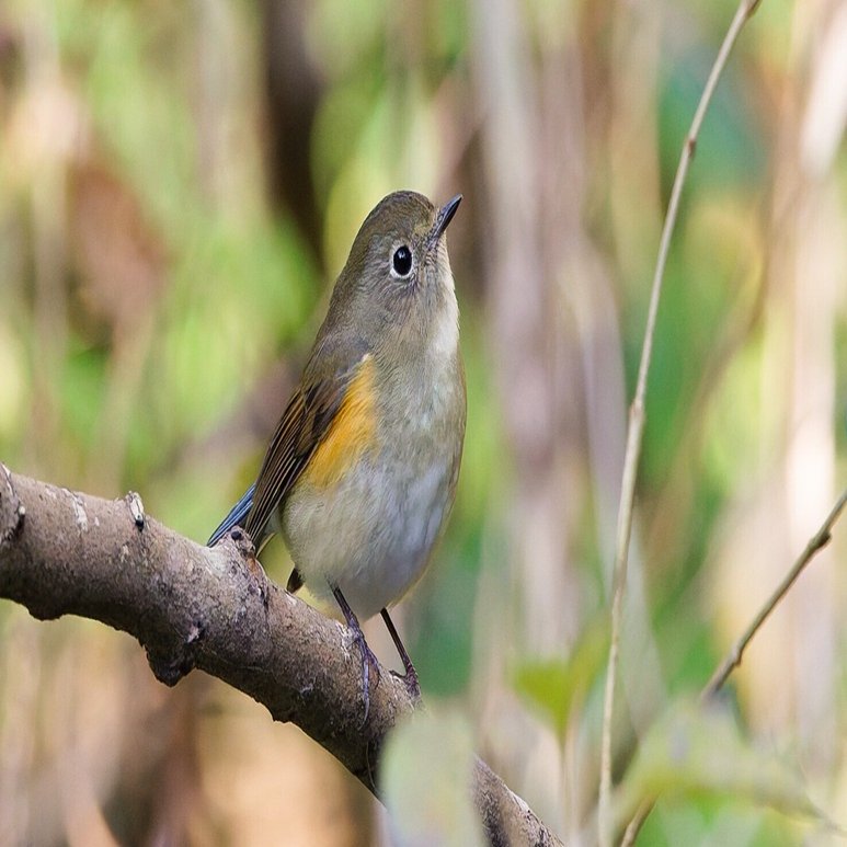 吉田 遠志 「弥生-レンギョウにルリビタキ」 吉田 遠志 「弥生-レンギョウにルリビタキ」 Toshi Yoshida - 創業36年