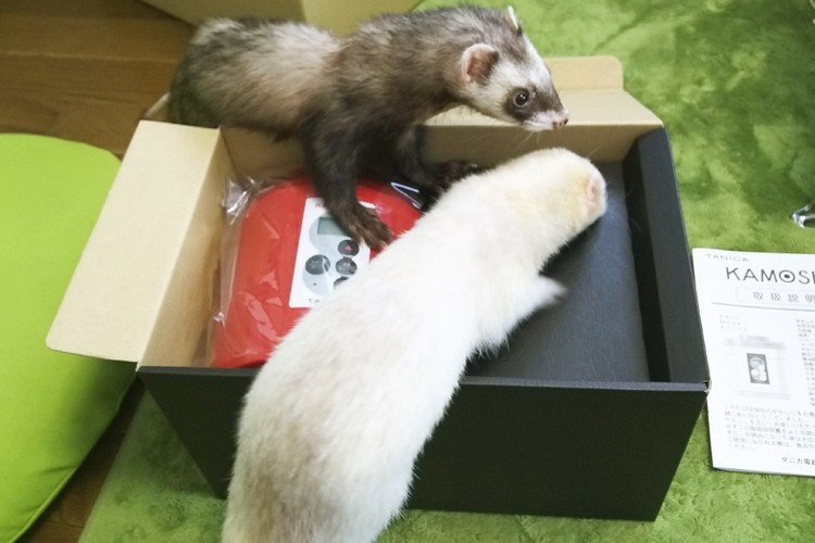 Kamosico かもしこ って何だ 手作り塩麹と醤油麹と甘酒と Duck Works ももねこ Note Kamosico かもしこ って何だ 手作り塩麹と醤油麹と甘酒と Duck Works ももねこ Note