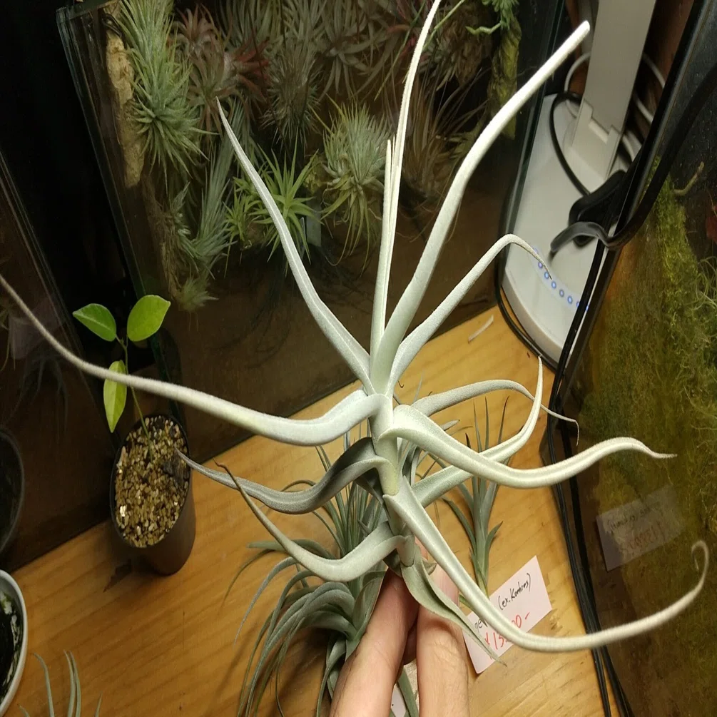 チランジア入荷リスト12/5｜NatureGarden🌿神田