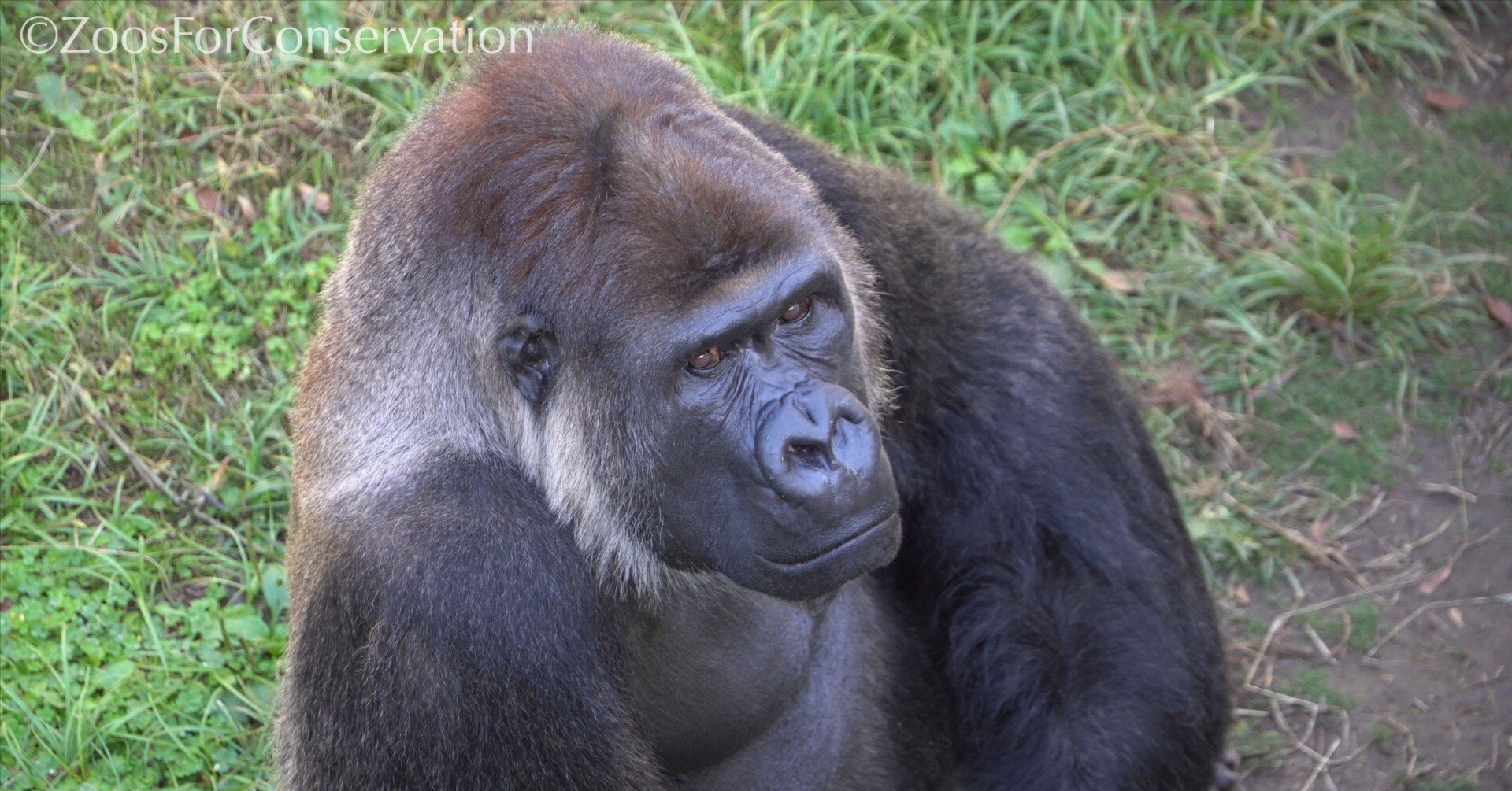 Chiba Zoo 202510wk3｜Zoos For Conservation