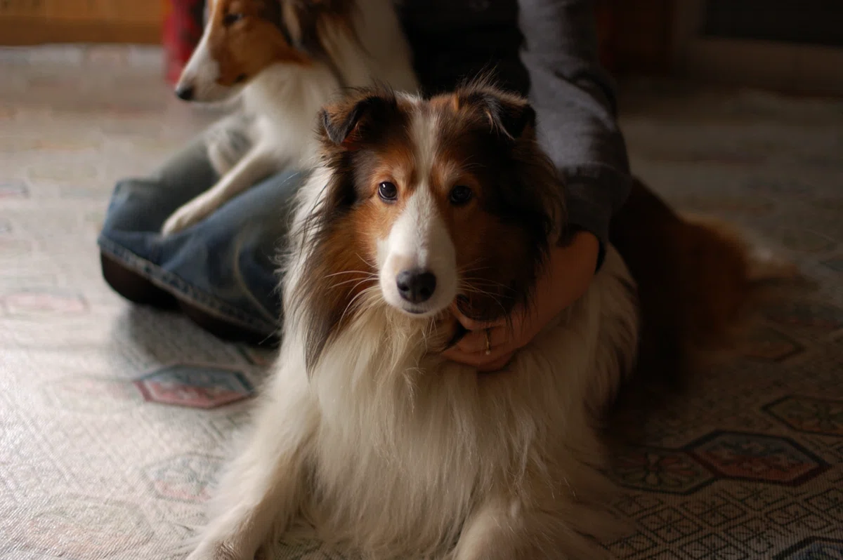 犬と私のこれまでを振り返ったら、やっぱり犬が好きだと再確認した話｜リタ子