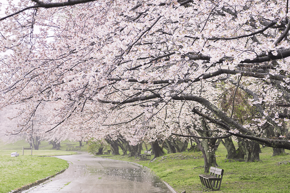 三重県_伊勢市_宮川堤_200331_S017