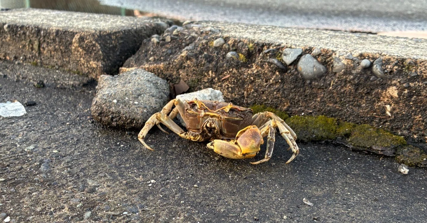 国道をお散歩中のカニが居ただけの日。【Day5 沼津→富士 20km徒歩
