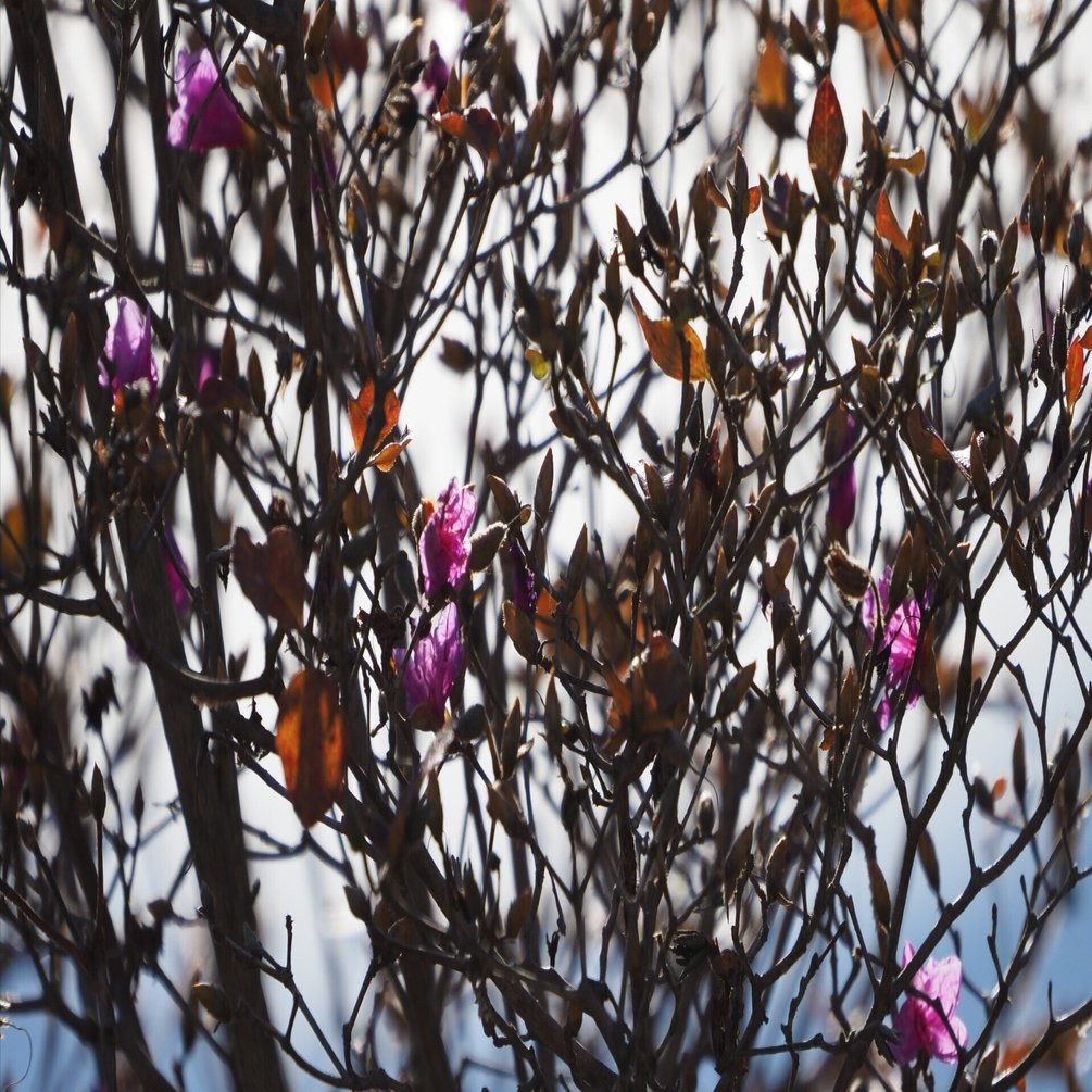 カット150．コバノミツバツツジの狂い咲き｜sasayan