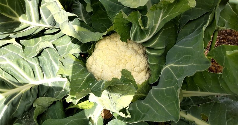 スイちゃんの菜遊記　第18話　カリフラワーは一発勝負❗