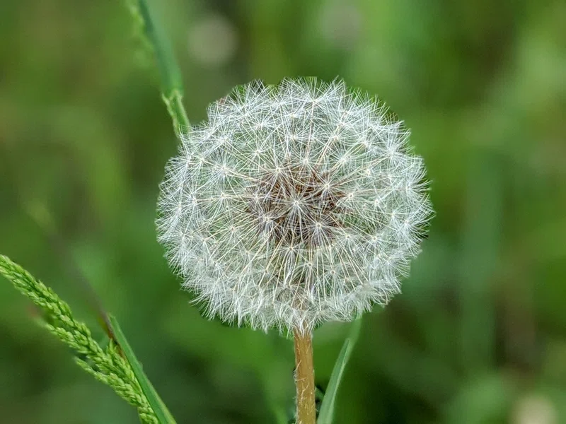 路傍の花 えっぐらす Note