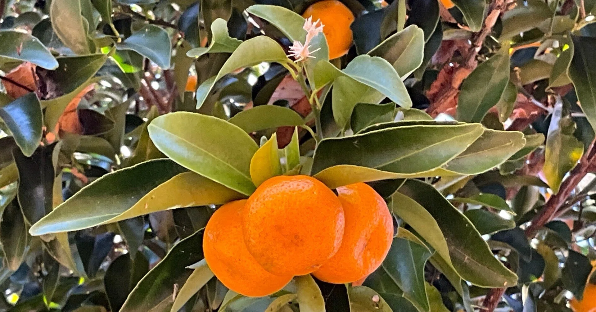 京都府立植物園の柑橘類植物：2025年12月16日（火）｜藤井秀昭（『京都