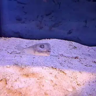 Sumatra　現学芸員　やまぐちトラベルログ（マガジンに海響館の解説　2万部達成！）