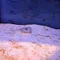 Sumatra 現学芸員 やまぐちトラベルログ(マガジンに海響館の解説 2万部達成!)