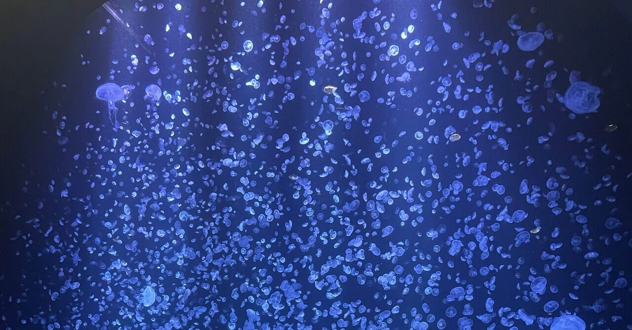クラゲ(し)｜fomp