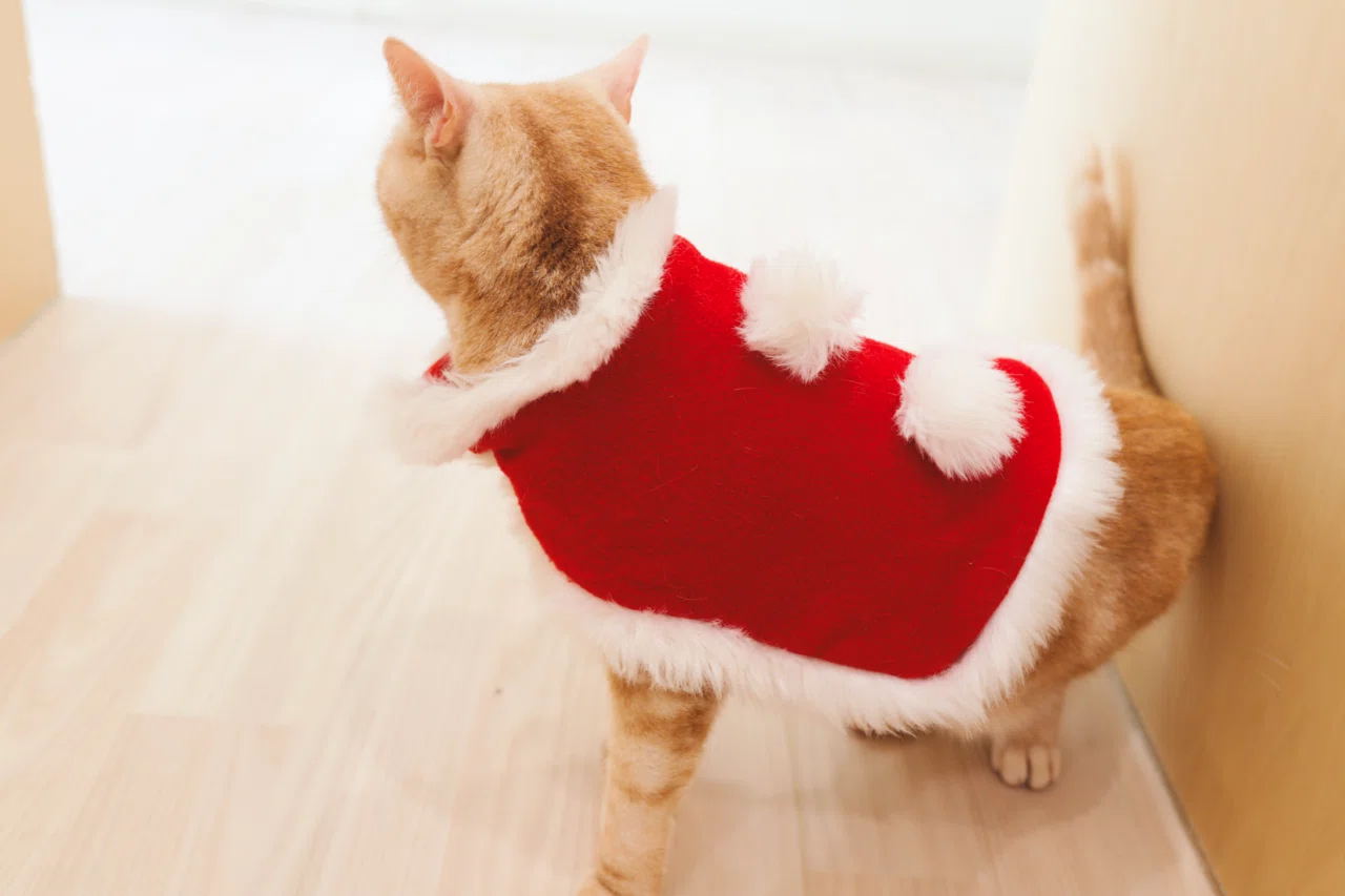 南町田】3歳と猫カフェは楽しめるか！？実録レポ｜Cat Café MOFF