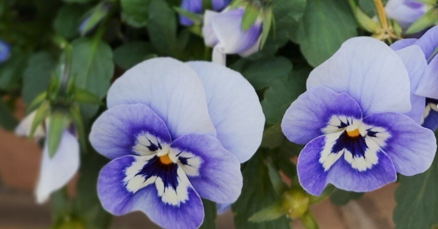 パンジーさま　２枚お纏めページ(a,d) パンジー（紫の装い）｜高瀬浩之