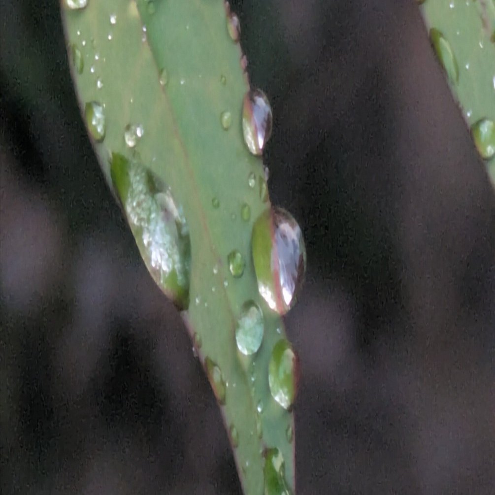 今朝の水滴｜ichiro70